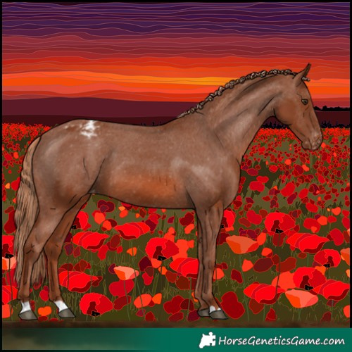 Horse Color:Chestnut Appaloosa 