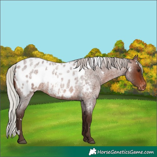 Horse Color:White Spotted Silver Brown Roan Blanket