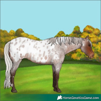 Horse Color:White Spotted Silver Brown Roan Blanket 