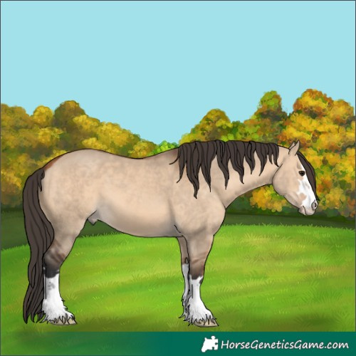 Horse Color:Bay Dun