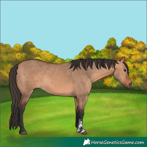 Horse Color:Bay Dun Sabino 