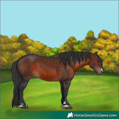 Horse Color:Brown 