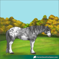 Horse Color:White Spotted Blue Roan Splash Frame Appaloosa