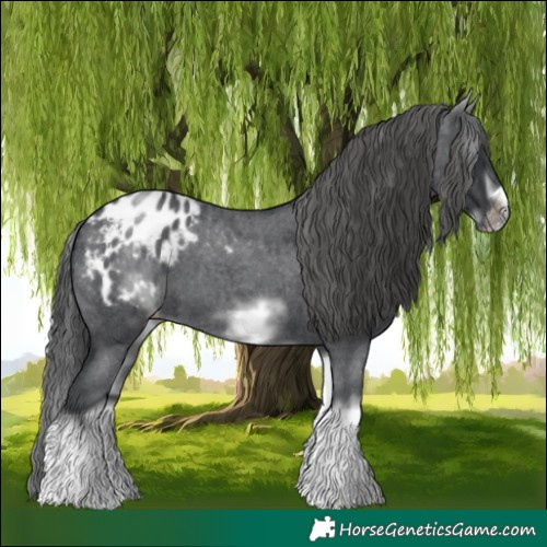 Horse Color:White Spotted Blue Roan Splash Frame Appaloosa 