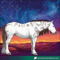 Horse Color:Gray Red Roan Splash Frame Appaloosa 