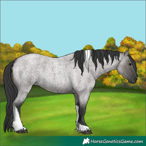 Horse Color:Grullo Roan Tobiano