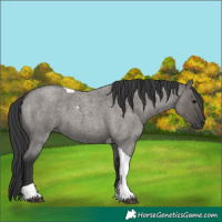 Horse Color:Grullo Roan Tobiano