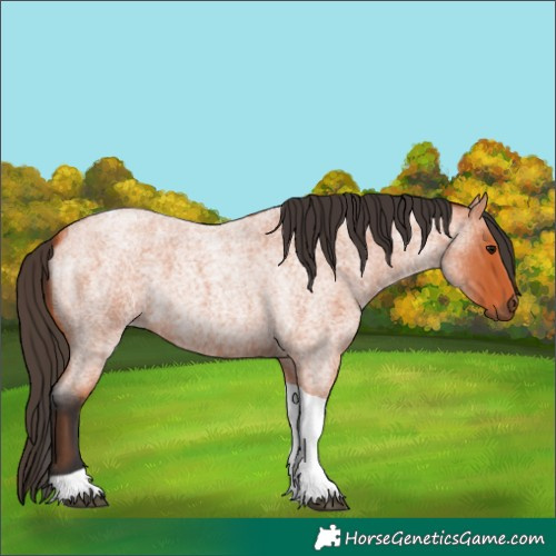 Horse Color:Bay Roan Tobiano 