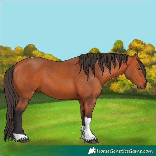 Horse Color:Bay Tobiano Rabicano