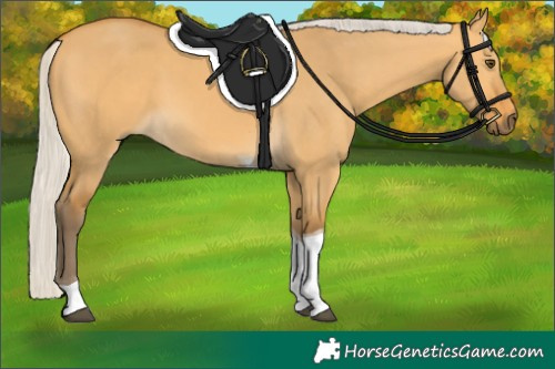 Horse Color:Silver Buckskin Dun Tobiano 