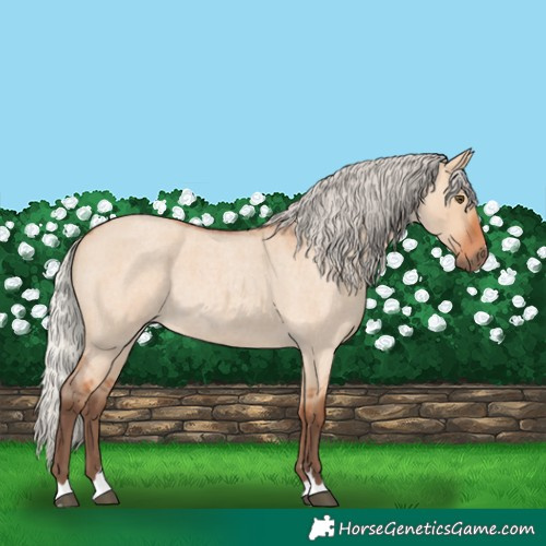 Horse Color:Silver Bay Roan Dun Rabicano 
