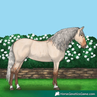 Horse Color:Silver Bay Roan Dun Rabicano 