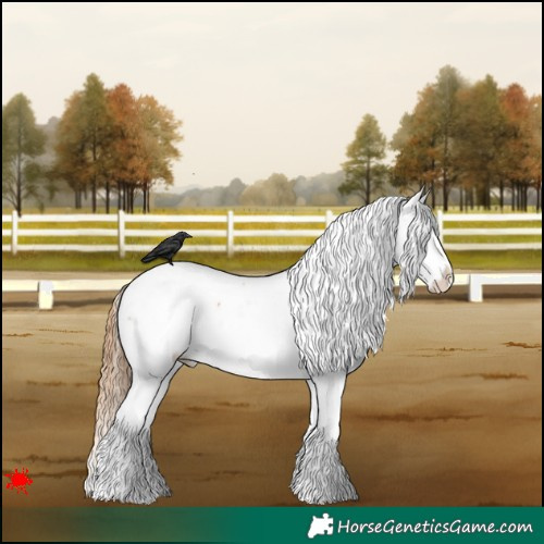 Horse Color:White Spotted Red Dun Appaloosa 