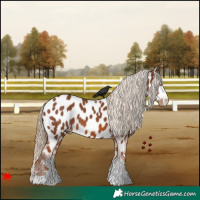Horse Color:Chestnut Appaloosa 