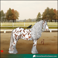 Horse Color:Chestnut Appaloosa