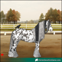 Horse Color:Grullo Appaloosa 