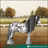 Horse Color:Grullo Appaloosa 