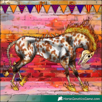 Horse Color:Bay Appaloosa