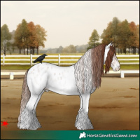 Horse Color:White Spotted Red Roan Appaloosa 