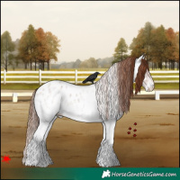 Horse Color:White Spotted Red Roan Appaloosa 