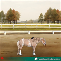 Horse Color:White Spotted Red Roan Appaloosa 