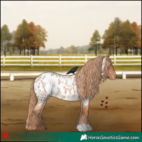 Horse Color:Red Roan Appaloosa 
