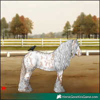 Horse Color:Red Roan Appaloosa 
