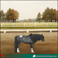 Horse Color:Black Appaloosa Rabicano 