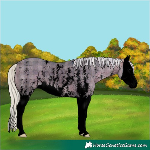 Horse Color:Void Watercolor Plaid  Silver Brown Dun Sabino Splash Rabicano 