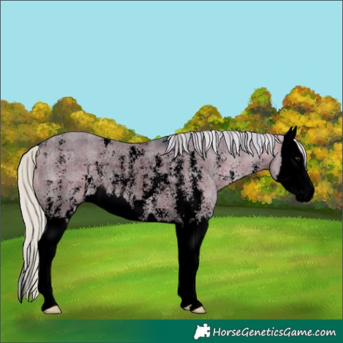 Horse Color:Void Watercolor Plaid  Silver Brown Dun Sabino Splash Rabicano 