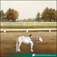 Horse Color:White Spotted Chestnut Splash Appaloosa 