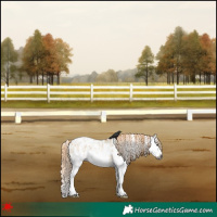 Horse Color:Gray Red Dun Sabino Splash Appaloosa 