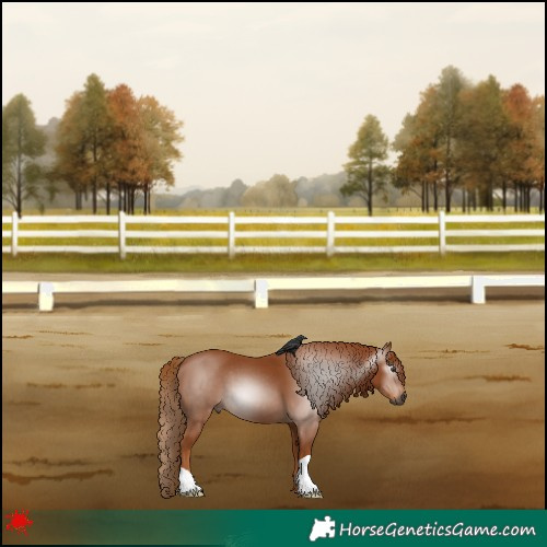 Horse Color:Gray Chestnut 