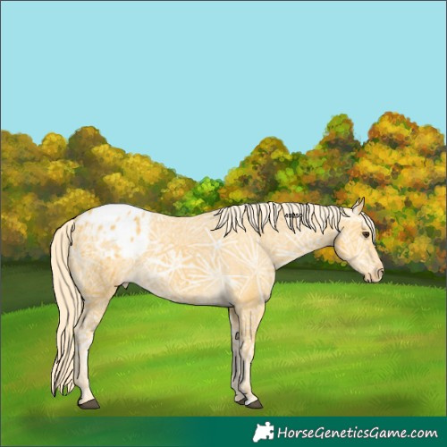 Horse Color:Palomino Ice Appaloosa 