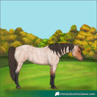 Horse Color:Unknown 