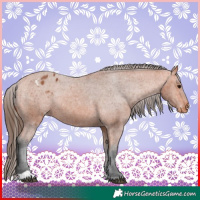 Horse Color:Bay Appaloosa Rabicano 