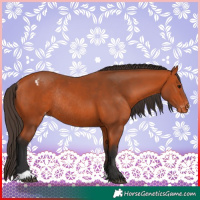 Horse Color:Bay Appaloosa Rabicano 