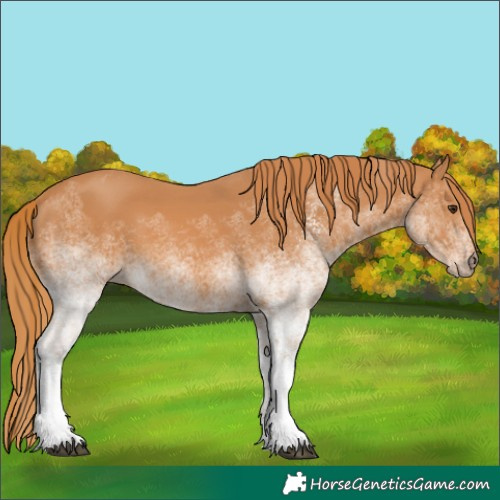 Horse Color:White Spotted Chestnut Rabicano 
