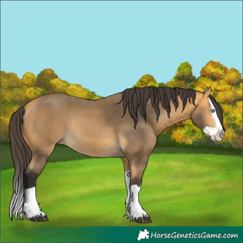 Horse Color:Buckskin Splash Rabicano 