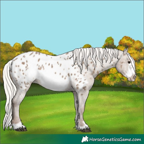 Horse Color:Silver Grullo Frame Near Leopard 