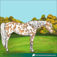 Horse Color:Silver Buckskin Appaloosa