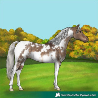 Horse Color:White Spotted Silver Brown Dun Tobiano 