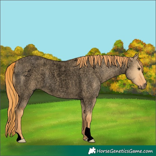 Horse Color:Void Red Dun Roan Rabicano