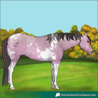 Horse Color:Buckskin Dun Tobiano Rabicano 