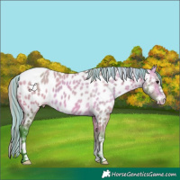 Horse Color:Painted Watercolor Buckskin Near Leopard 