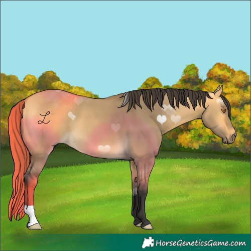 Horse Color:Buckskin Dun 