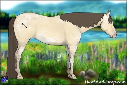 Horse Color:Amber Cream Champagne Ice Roan Dun Rabicano 