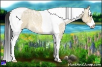 Horse Color:Buckskin Ice Roan Dun Splash Tobiano Frame
