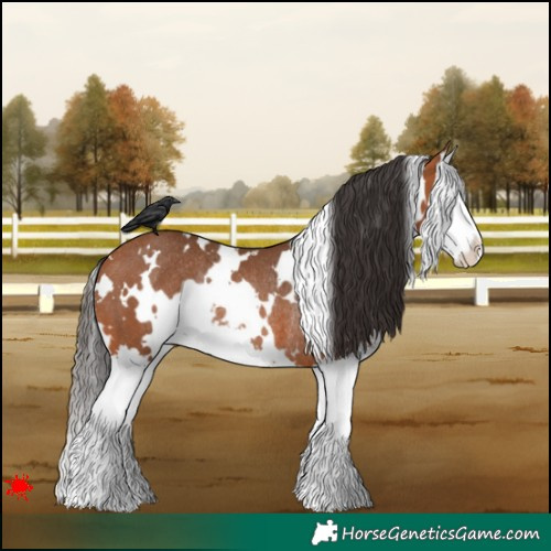 Horse Color:White Spotted Bay Splash Rabicano