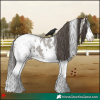 Horse Color:White Spotted Grullo Sabino Splash Appaloosa 
